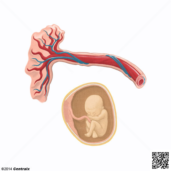 Umbilical Arteries