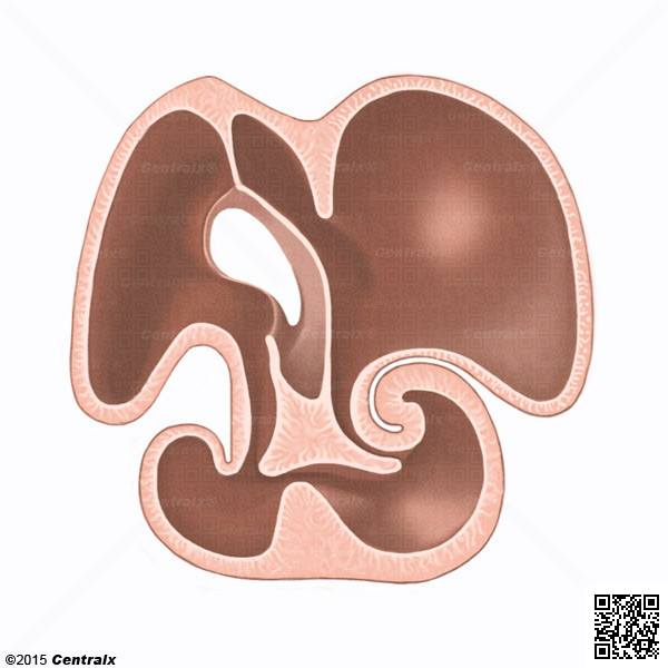 Endocardial Cushions