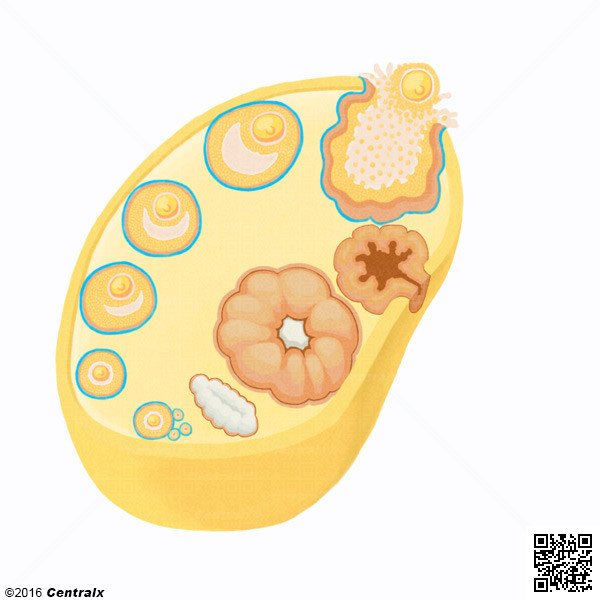 Ovarian Follicle