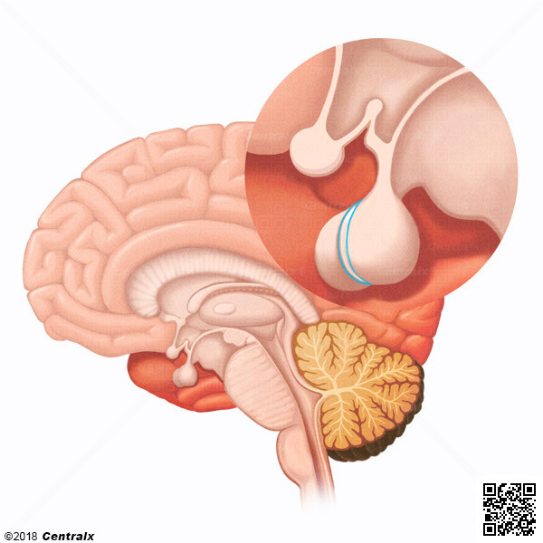Pituitary Gland, Intermediate