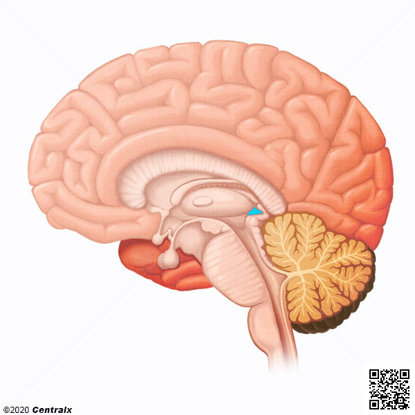 Epithalamus