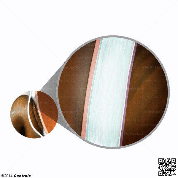 Epithelium, Corneal