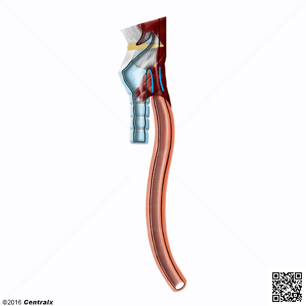 Esophageal Sphincter, Upper