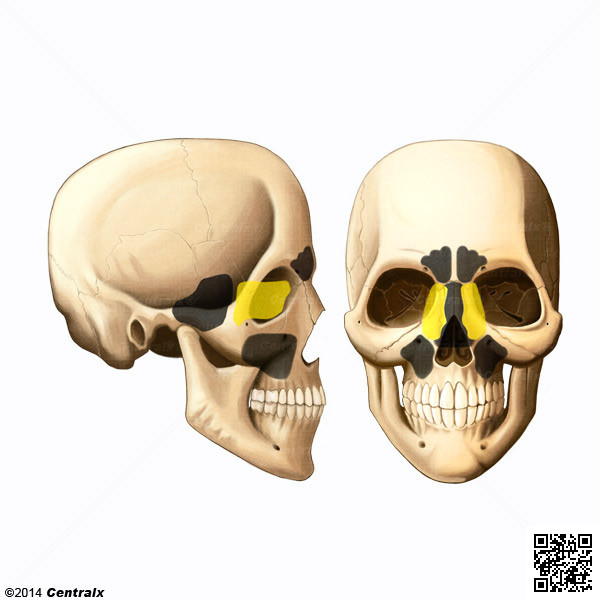 Ethmoid Sinus