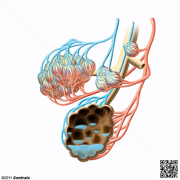 Extravascular Lung Water