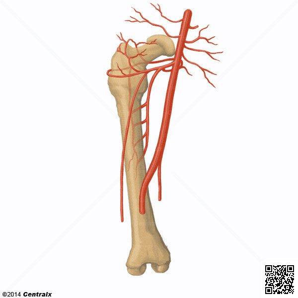 Femoral Artery