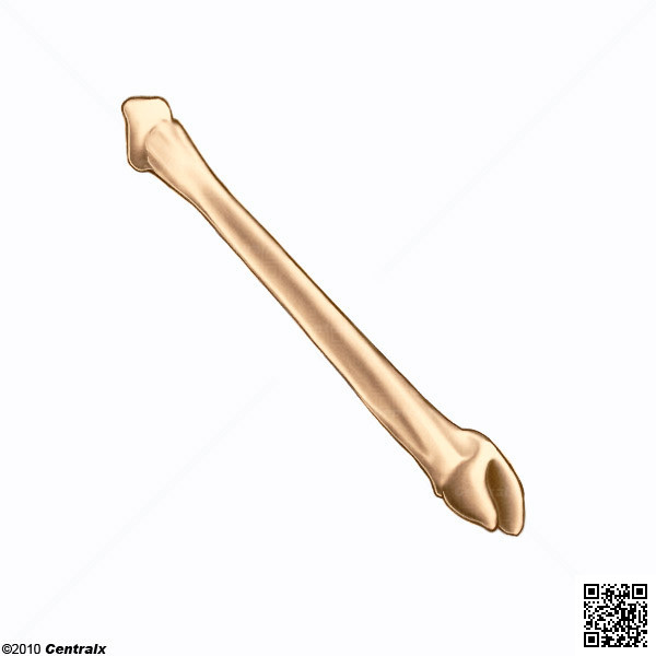 Fibula