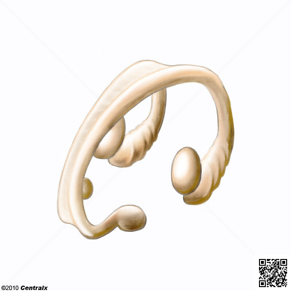 Fornix, Brain