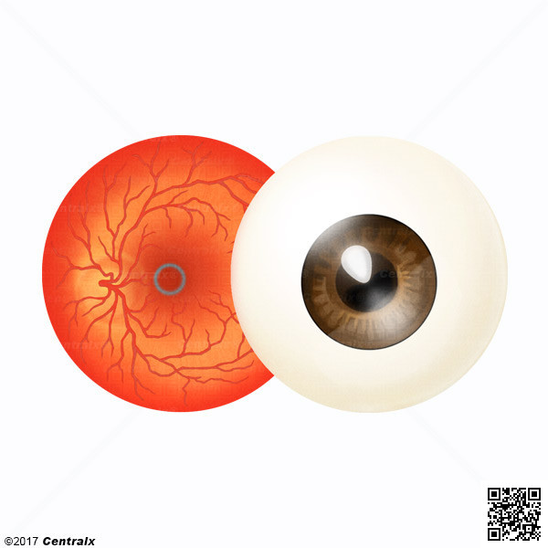 Fovea Centralis