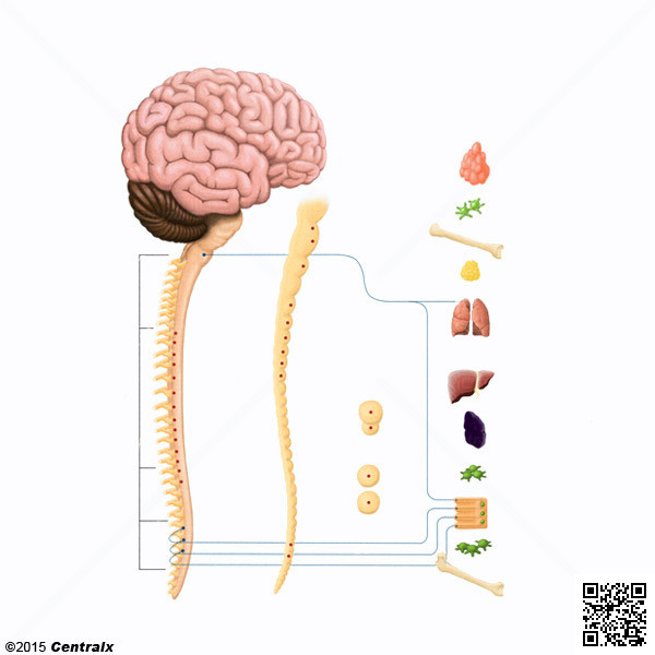 Ganglia, Parasympathetic