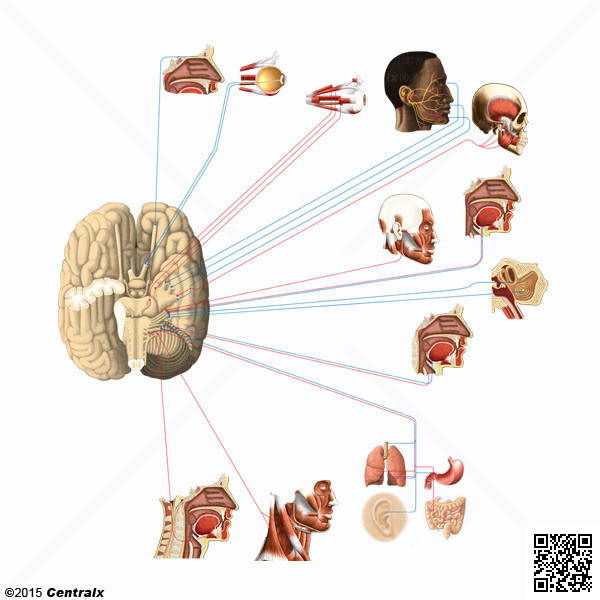 Ganglia, Sensory