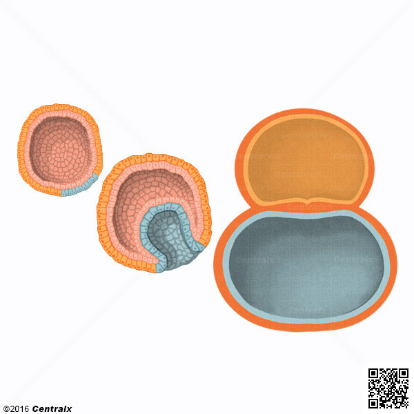 Germ Layers