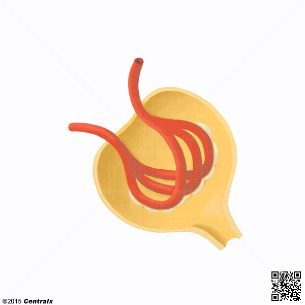 Glomerular Basement Membrane