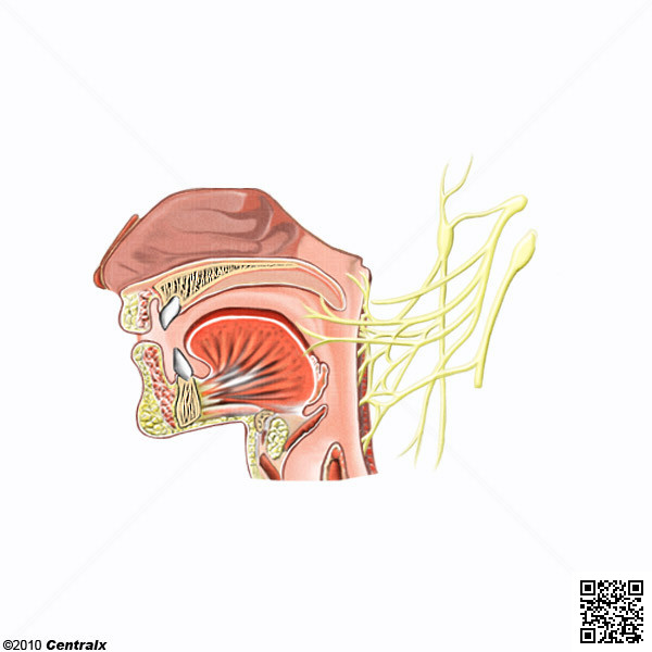 Glossopharyngeal Nerve