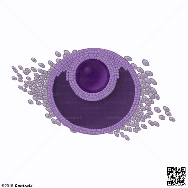 Granulosa Cells