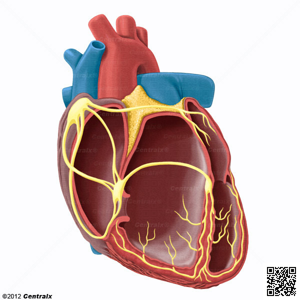 Heart Conduction System