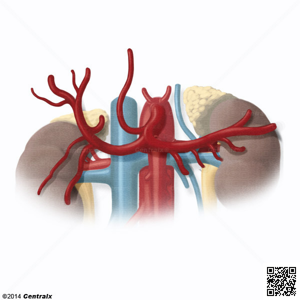 Hepatic Artery