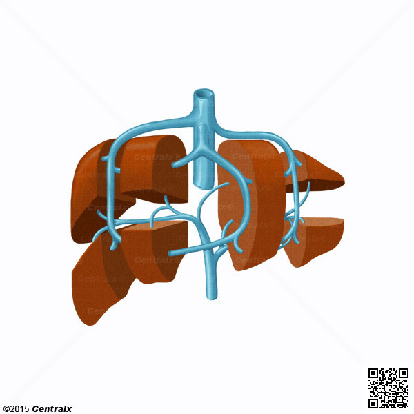 Hepatic Veins