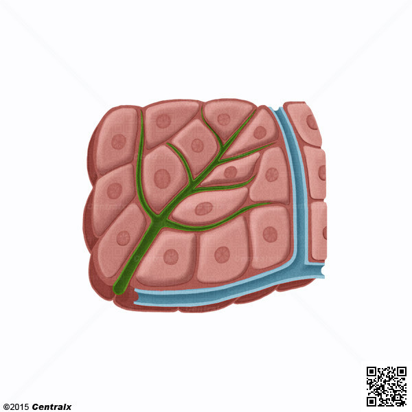 Hepatocytes