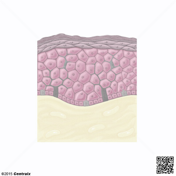 Keratinocytes