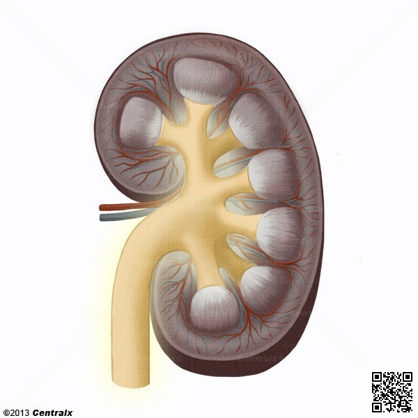 Kidney Pelvis