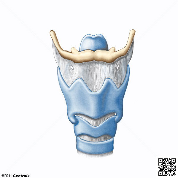 Laryngeal Cartilages