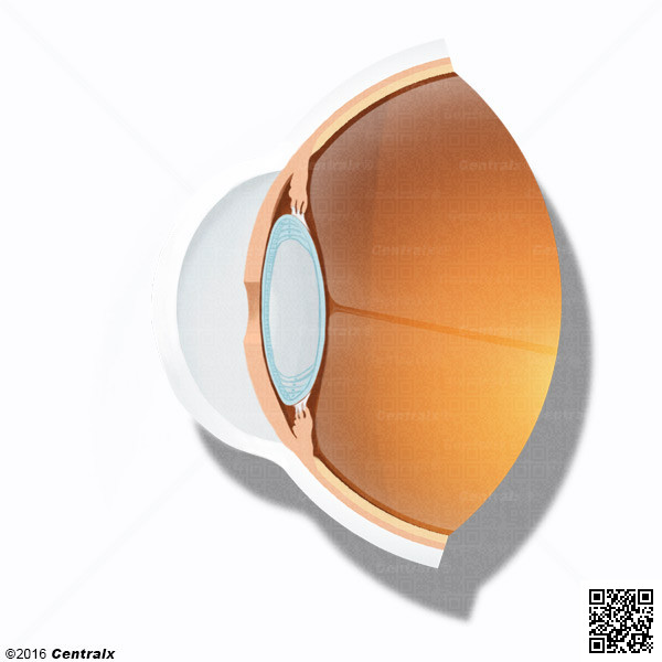 Lens Capsule, Crystalline