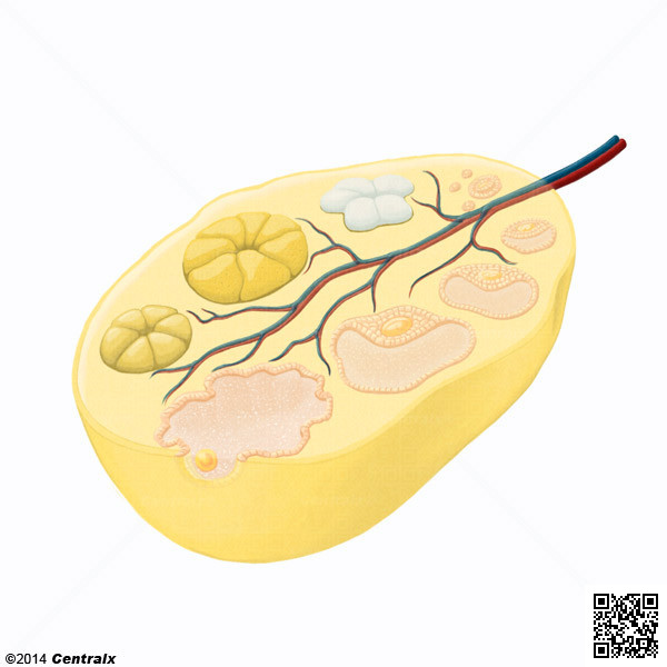 Luteal Cells