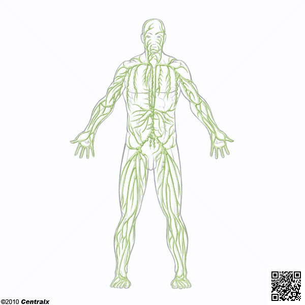 Lymphatic System