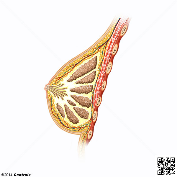 Mammary Glands, Human