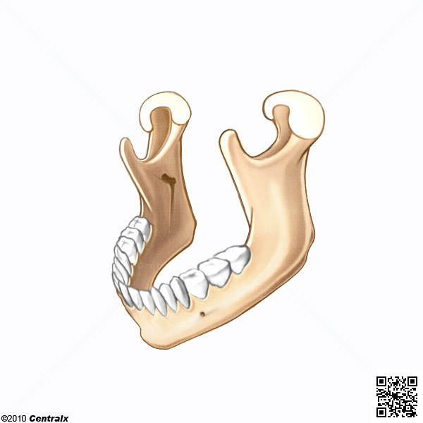 Mandible