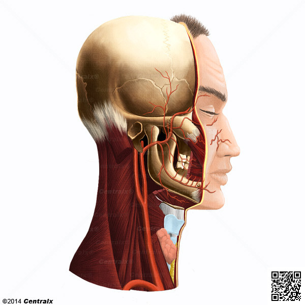 Maxillary Artery