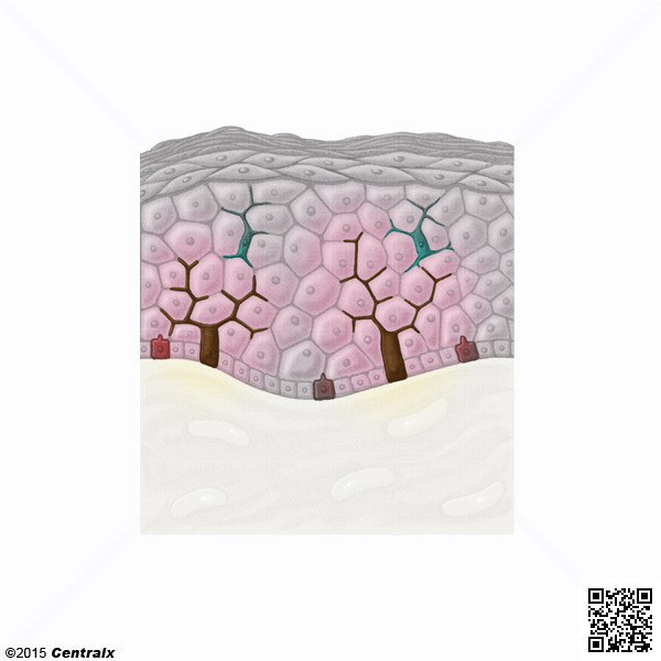 Melanocytes