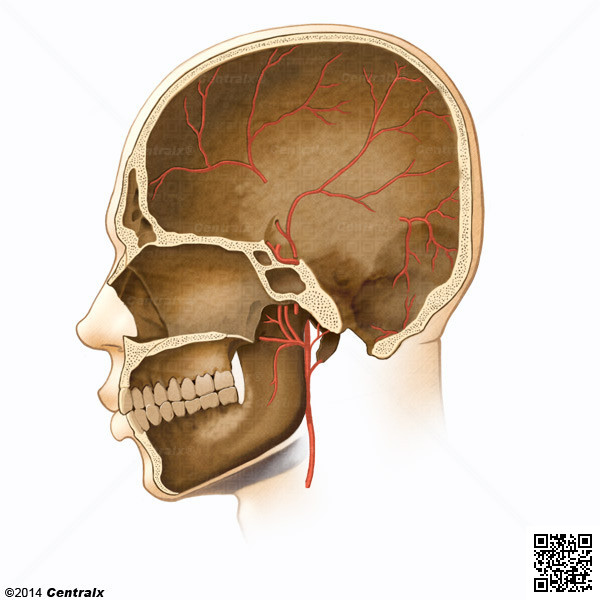 Meningeal Arteries