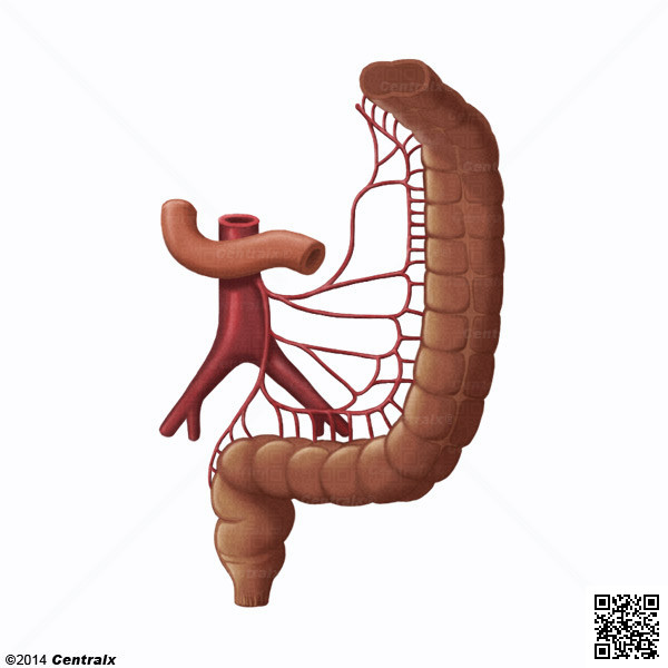 Mesenteric Artery, Inferior