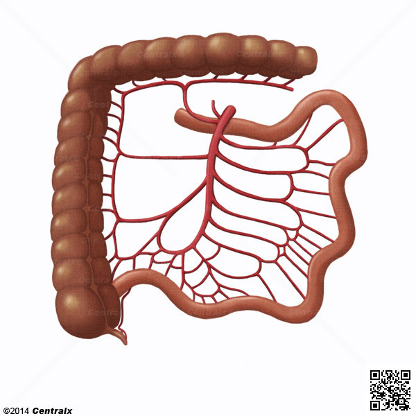 Mesenteric Artery, Superior