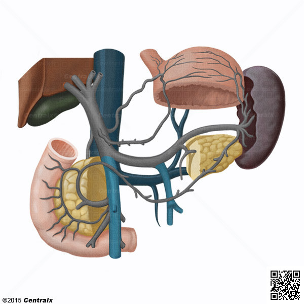 Mesenteric Veins