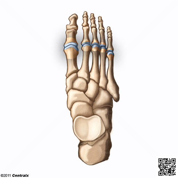 Metatarsophalangeal Joint