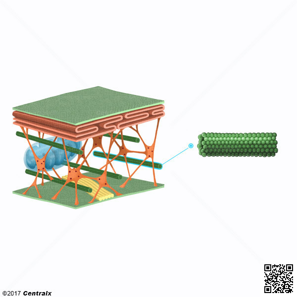 Microtubules