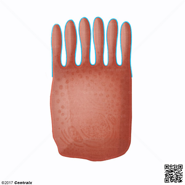 Microvilli