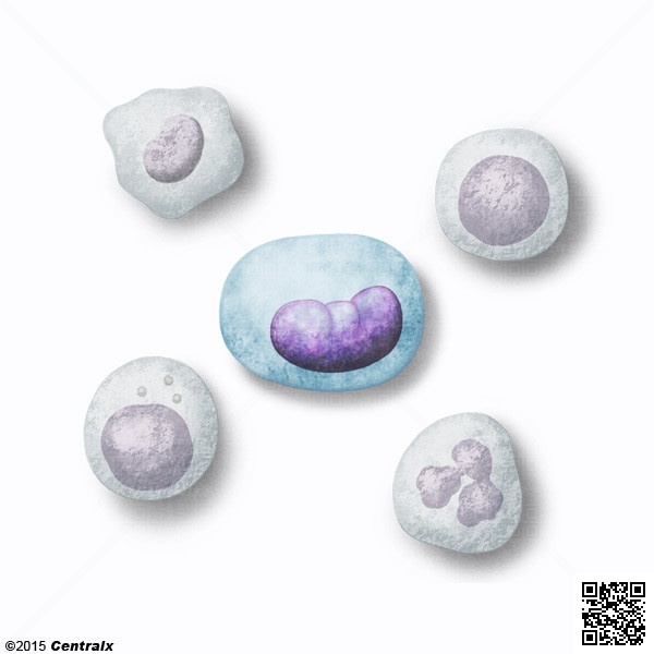 Monocytes