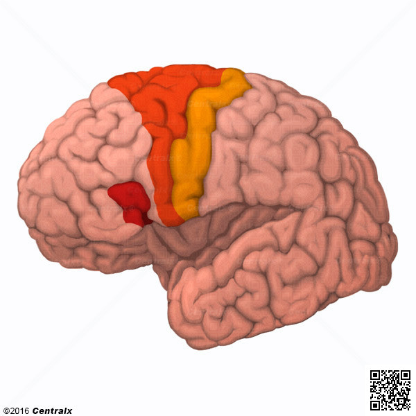 Motor Cortex