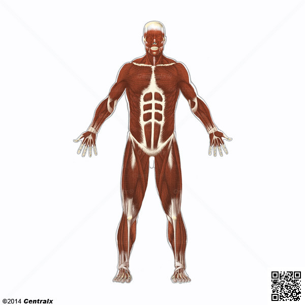 Muscle, Skeletal