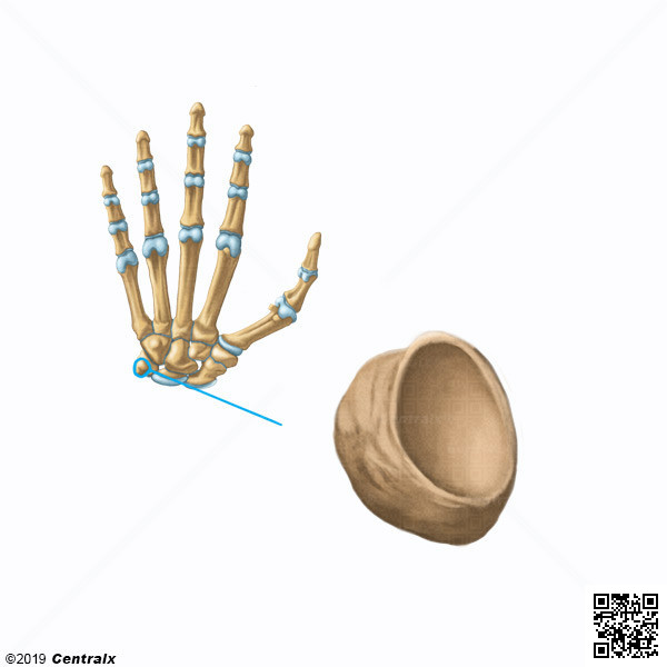 Pisiform Bone