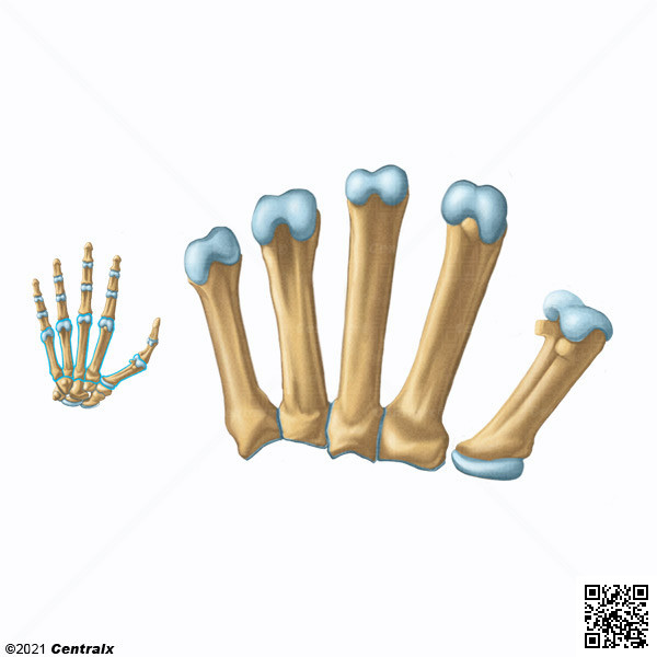 Metacarpal Bones