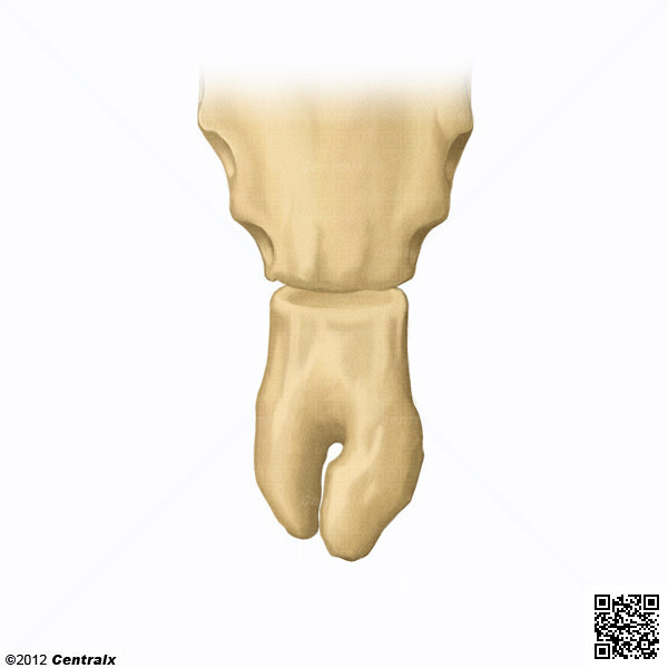 Xiphoid Bone