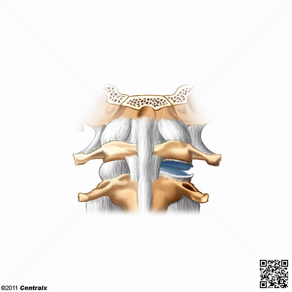 Articulation of the vertebral bodies
