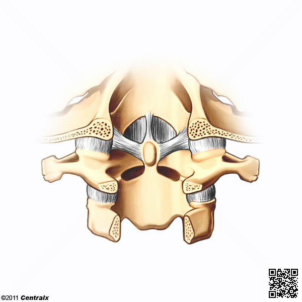 Atlanto-Axial Joint
