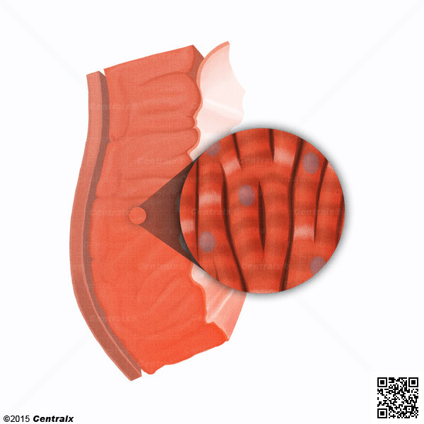 Myocytes, Cardiac