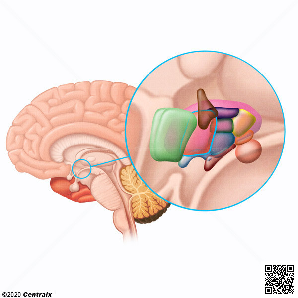 Hypothalamus, Anterior